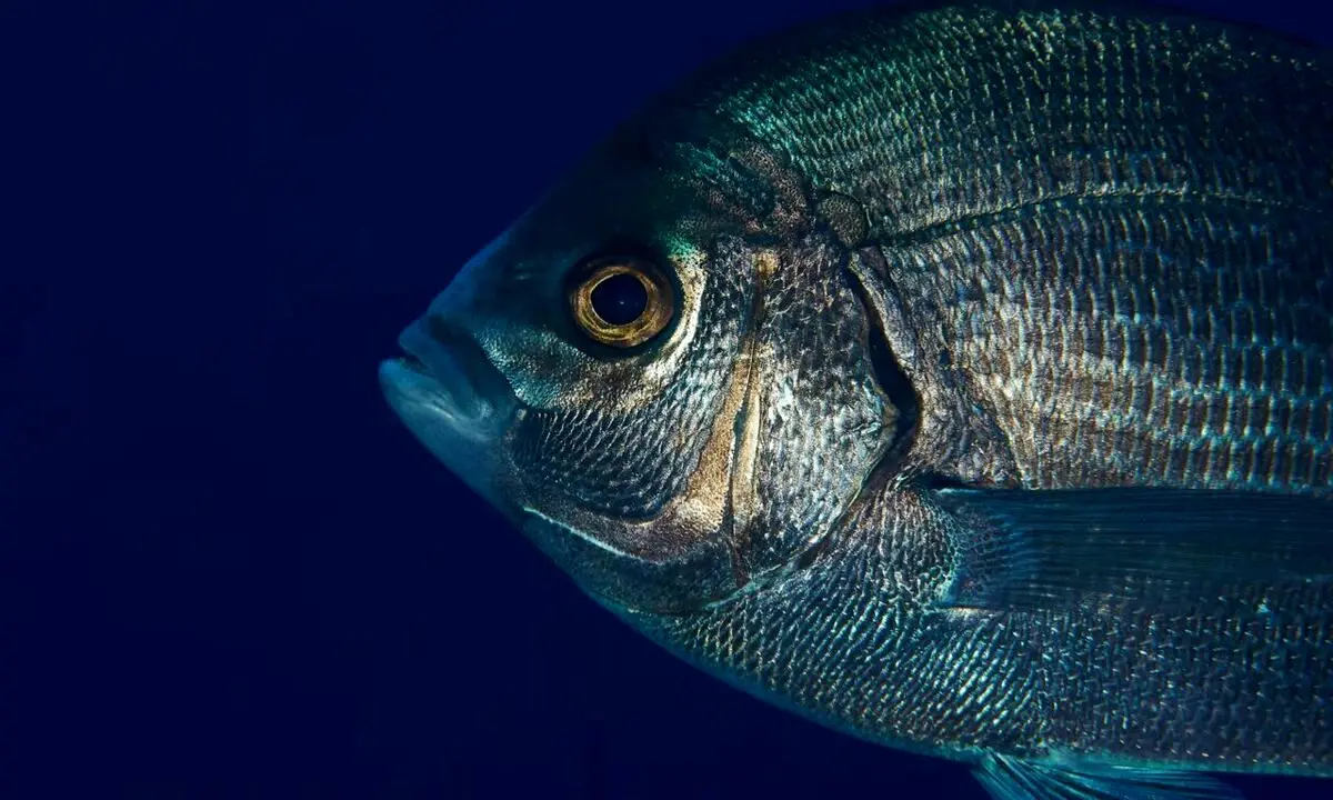 
ماهی‌های وحشی آدم‌ها را از هم تشخیص می‌دهند
