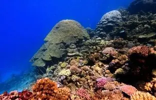  کشف یک ماهی جدید با «چشم‌های سرخ و دندان‌های سوزنی» در سواحل ژاپن 