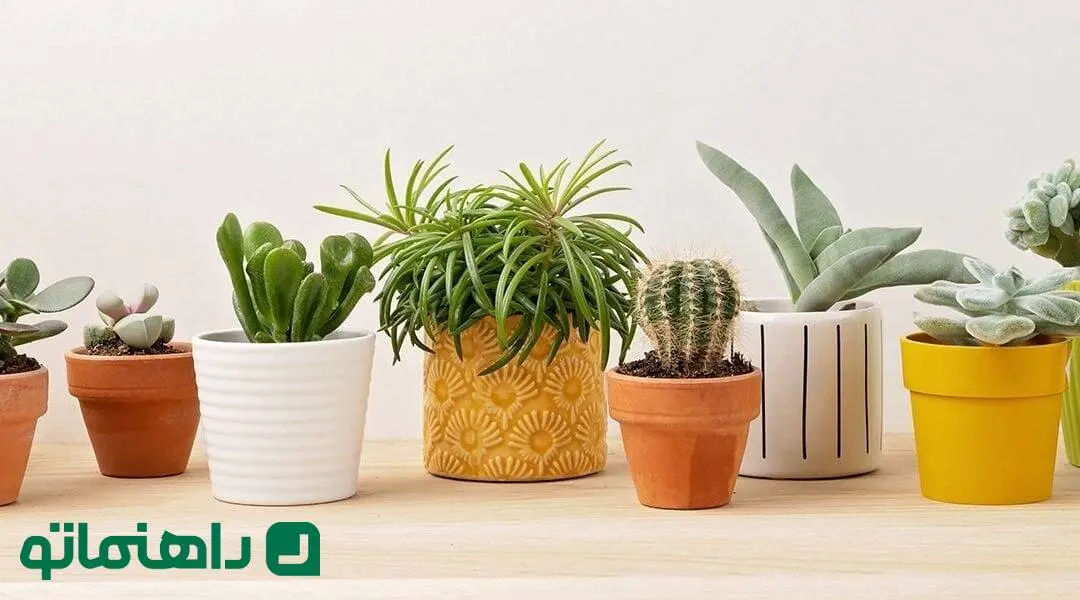 گلدان سفالی یا سرامیکی؟ کدام یک برای گیاهان آپارتمانی شما بهتر است؟