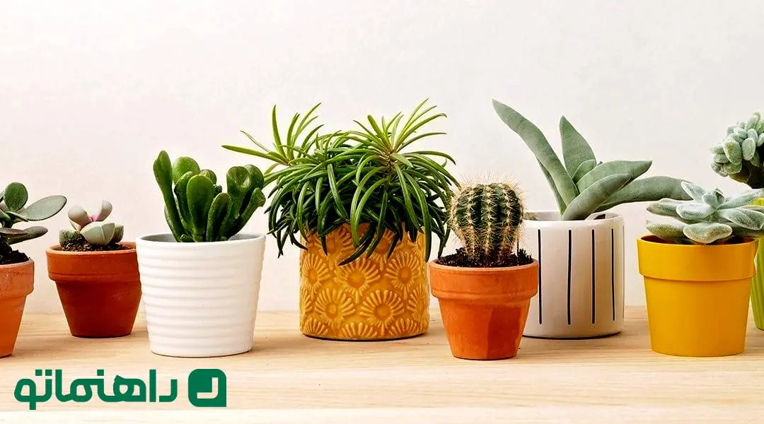 گلدان سفالی یا سرامیکی؟ کدام یک برای گیاهان آپارتمانی شما بهتر است؟