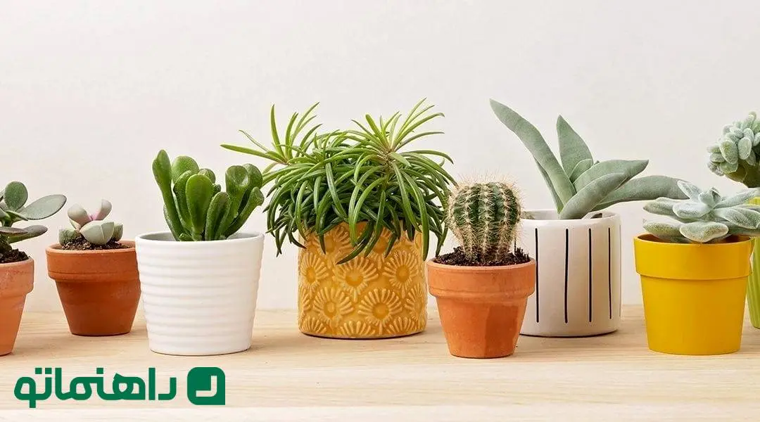 گلدان سفالی یا سرامیکی؟ کدام یک برای گیاهان آپارتمانی شما بهتر است؟