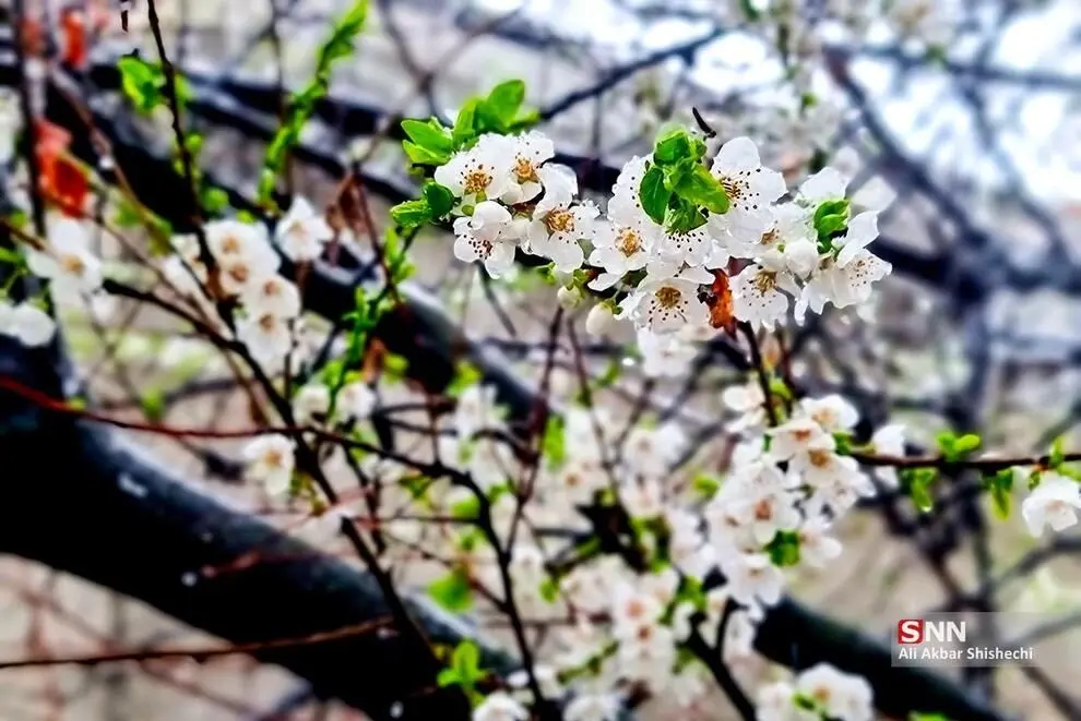 بارش برف بهاری در اطراف مشهد 