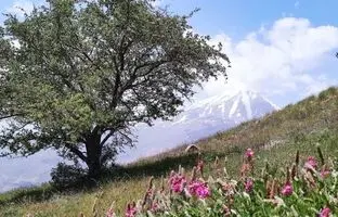 راهنمای سفر یک روزه به دشت آزو؛ بهترین نقطه برای تماشای کوه دماوند
