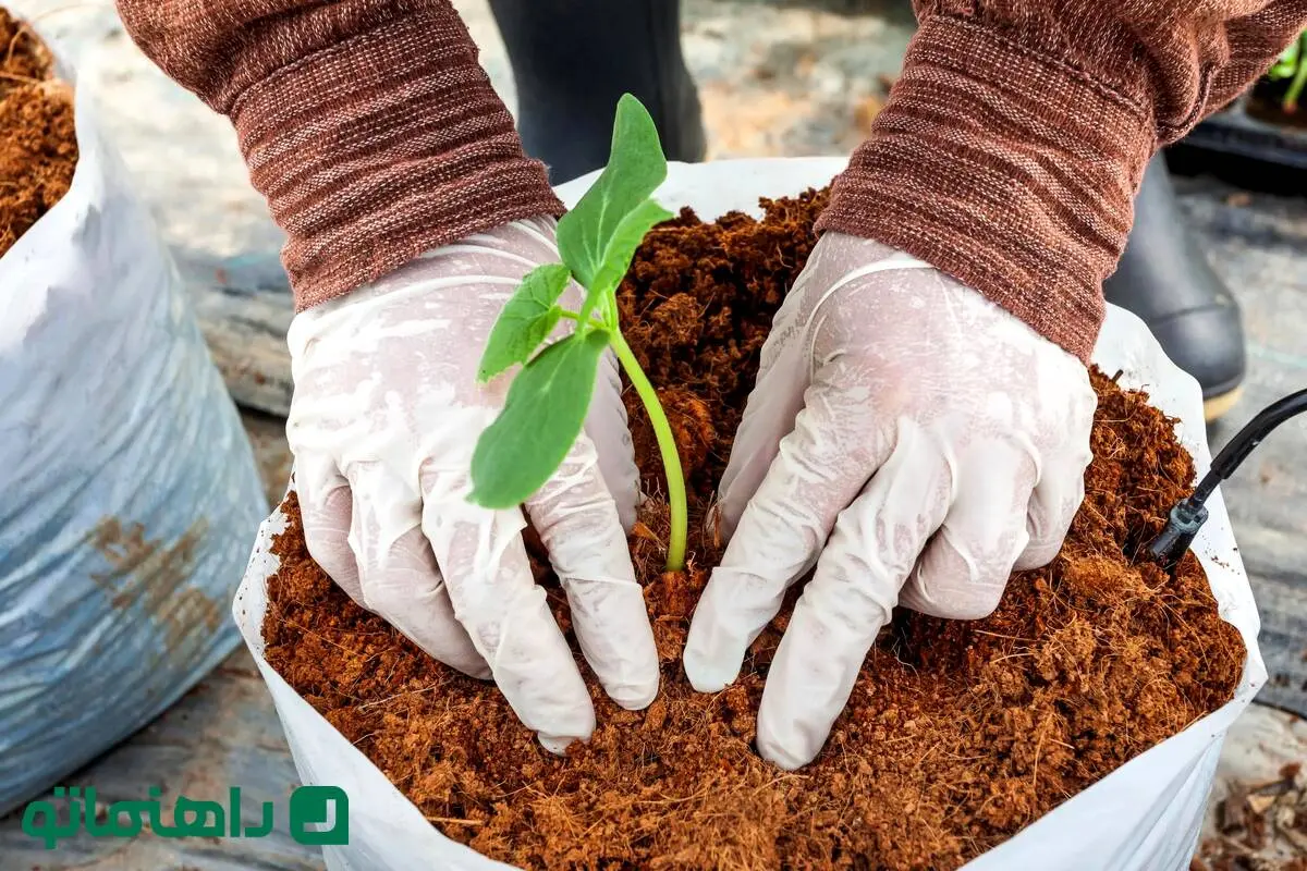 چرا باید از کوکوپیت برای گیاهان آپارتمانی استفاده کنیم؟