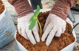 چرا باید از کوکوپیت برای گیاهان آپارتمانی استفاده کنیم؟