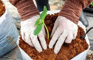 چرا باید از کوکوپیت برای گیاهان آپارتمانی استفاده کنیم؟