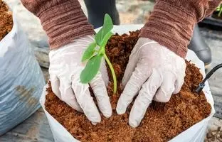 چرا باید از کوکوپیت برای گیاهان آپارتمانی استفاده کنیم؟