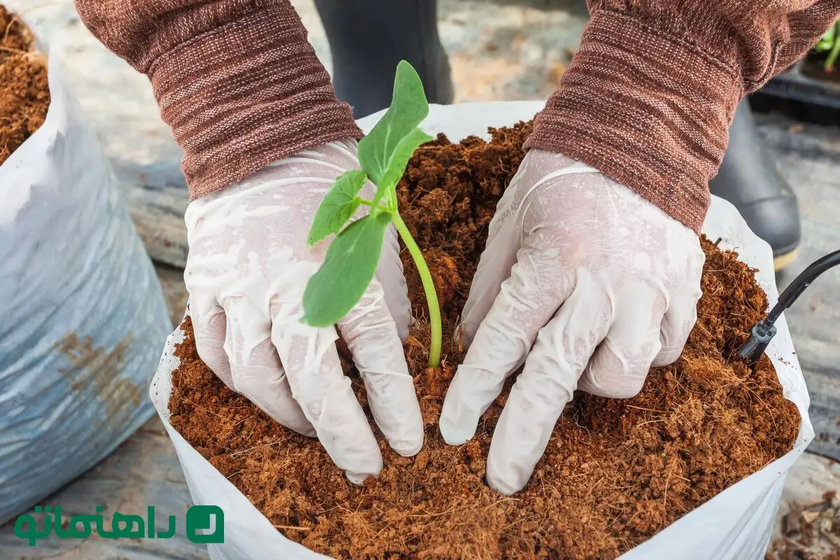 چرا باید از کوکوپیت برای گیاهان آپارتمانی استفاده کنیم؟