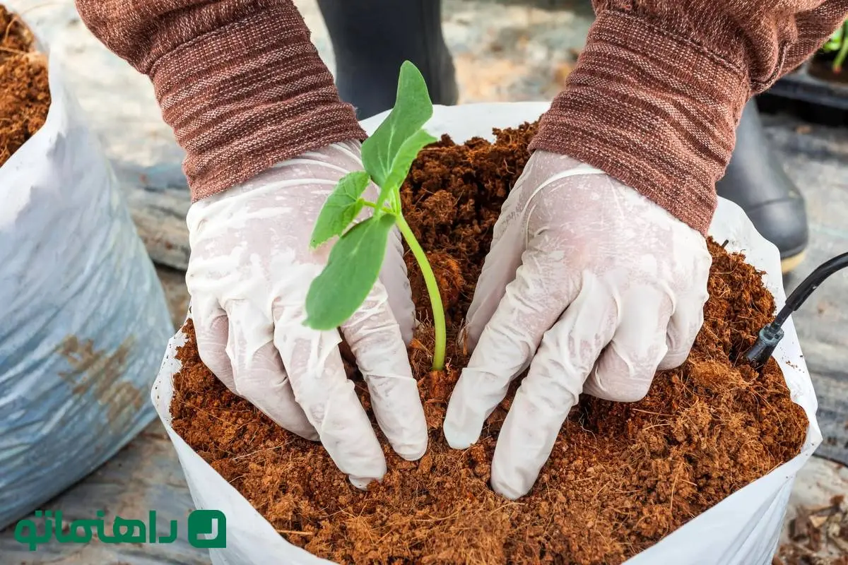 چرا باید از کوکوپیت برای گیاهان آپارتمانی استفاده کنیم؟