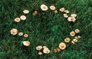  «حلقه‌های پریان» چگونه در جنگل‌ها به وجود می‌آیند؟ 
