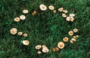  «حلقه‌های پریان» چگونه در جنگل‌ها به وجود می‌آیند؟ 