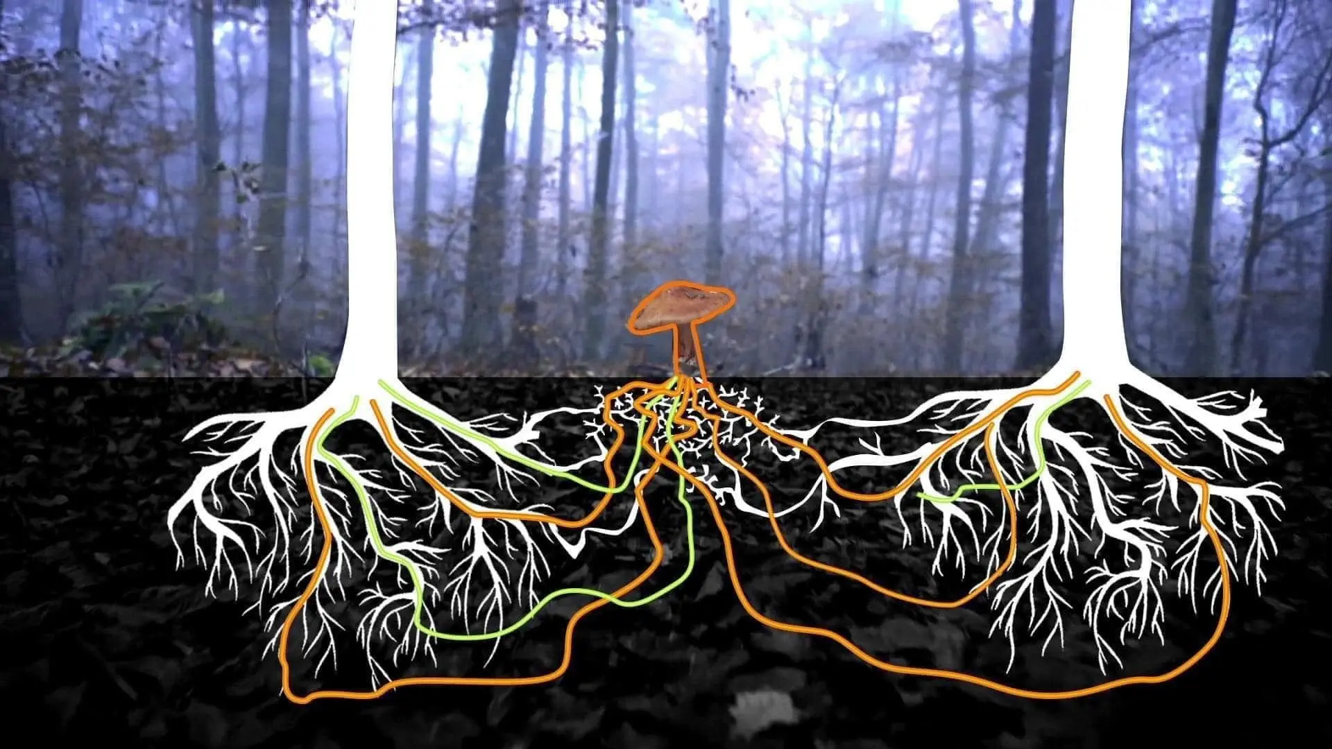 وب جنگل گستر: واقعیت یا افسانه؟ + ویدئو و عکس