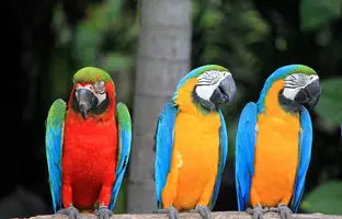 از «سلام» تا «متأسفم»؛ راز گفتار طوطی‌ها فاش شد!