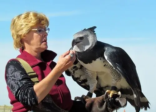(ویدئو) هارپی بزرگ‌ترین عقاب جهان 