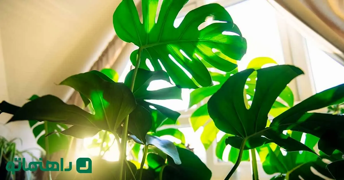 راهنمای کامل نوردهی به گیاهان آپارتمانی ؛ چقدر و چگونه؟