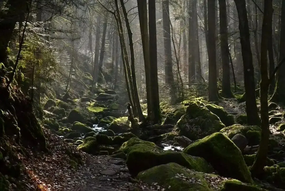 
کشف راز ترسناک جنگل جیغ؛ این جنگل را ارواح تسخیر کرده‌اند؟
