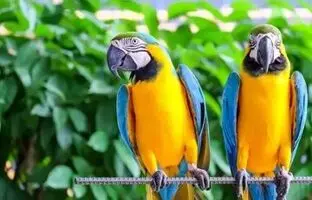بهترین گونه‌های طوطی برای یادگیری و تقلید صدای انسان