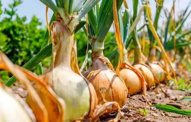 موزه پیاز در این جزیره راه‌اندازی شد! +ویدئو