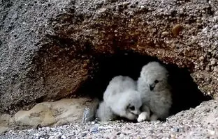 پیاده‌روی شبانه جوجه‌های جغد شاه‌بوف + ویدئو