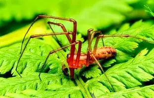 لینیفیا؛ عنکبوت‌ لحاف‌ دوز + عکس