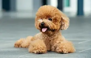 ۸ سگ کوچک آپارتمانی که بهترین دوست شما می‌شوند + تصاویر