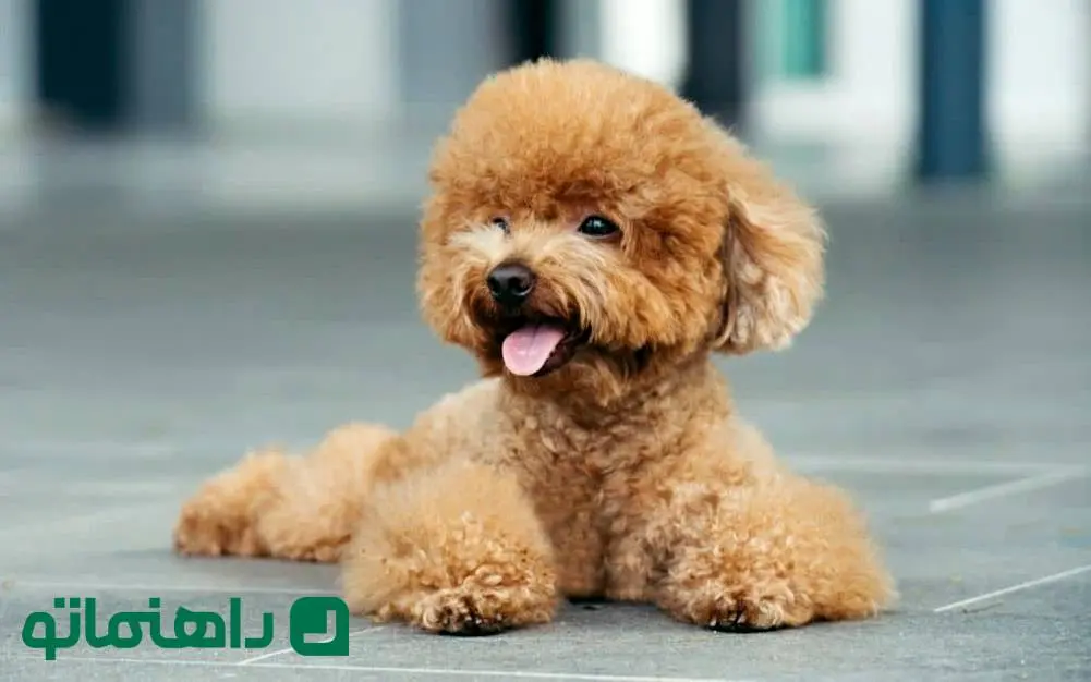 ۸ سگ کوچک آپارتمانی که بهترین دوست شما می‌شوند + تصاویر