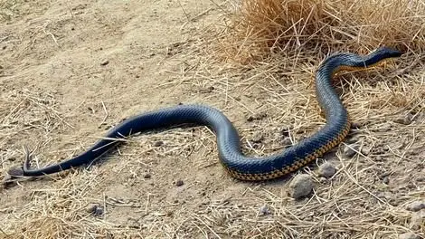 هجوم مارهای عظیم‌الجثه به شهرستان عنبرآباد