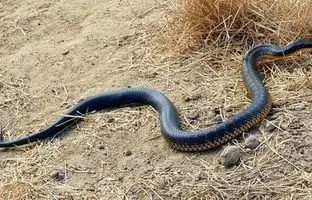 هجوم مارهای عظیم‌الجثه به شهرستان عنبرآباد