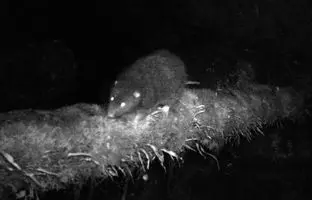  موش صحرایی غول‌پیکر پس از ۳۰ سال دیده شد 