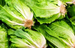 آموزش کاشت کاهو با ته کاهو + ویدئو