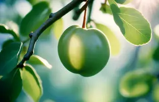 خانم های باردار گوجه سبز بخورند یا نه ؟ 