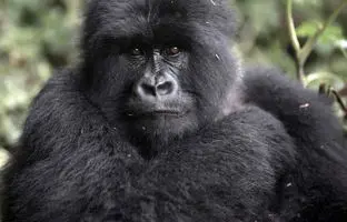  لحظه‌ای دلهره‌آور؛ گرفتن پیراهن یک توریست توسط گوریل + ویدئو