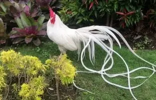 خروس عجیب با دم شش متری + ویدئو