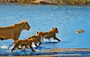 کروکودیل بی‌رحمی که توله شیر را مقابل چشمان مادرش شکار کرد +ویدئو