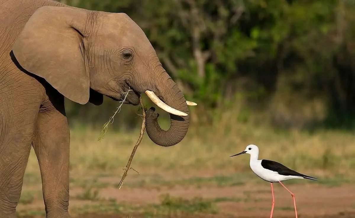 آیا حیوانات در طبیعت مسواک می‌زنند؟
