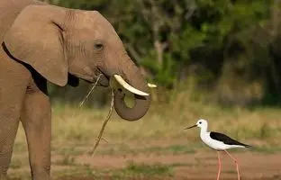 آیا حیوانات در طبیعت مسواک می‌زنند؟
