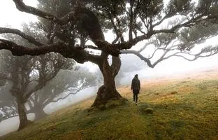 وحشتناک‌ترین جنگل‌ در جهان و همزاد ایرانی‌اش؛ جنگل فانال و جنگل جیغ در بهار دیدنی‌اند ولی شب‌ها نه!