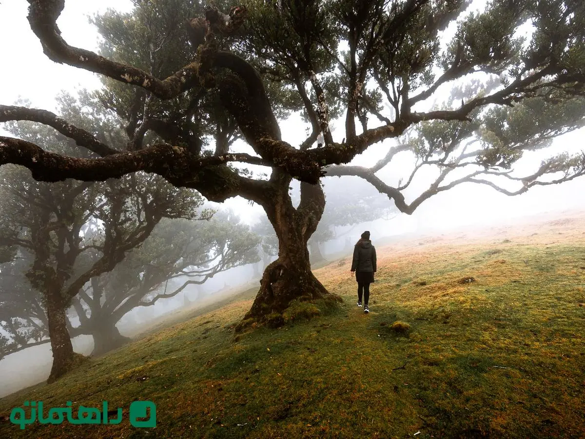 وحشتناک‌ترین جنگل‌ در جهان و همزاد ایرانی‌اش؛ جنگل فانال و جنگل جیغ در بهار دیدنی‌اند ولی شب‌ها نه!