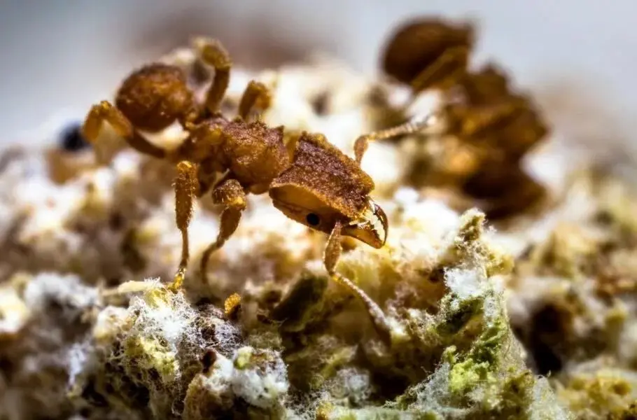 مورچه‌ها کشاورزی را ۶۶ میلیون سال پیش و هنگام انقراض دایناسورها آغاز کردند