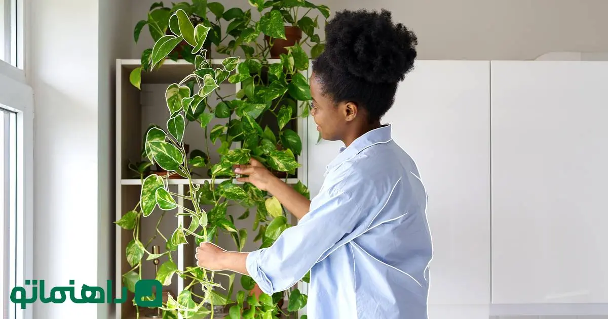 دکوراسیون سبز؛ زیباترین گیاهان آپارتمانی پیچکی و رونده برای دیوارها و قفسه ها