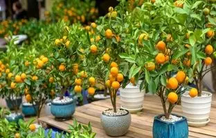  ۶ درخت میوه با رشد سریع که می‌توانید در حیاط خانه‌تان بکارید 