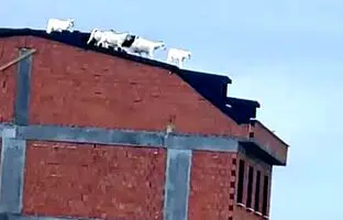  حضور بزهای فراری روی پشت بام! + ویدئو