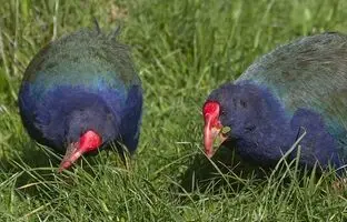 پرنده منقرض‌شده به طبیعت برگشت!