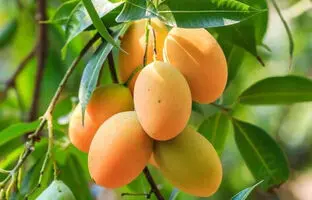 چه کسانی نباید انبه بخورند؟ 