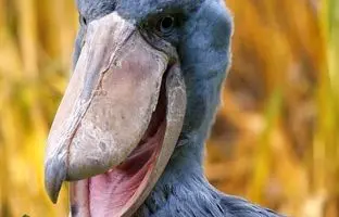 فیلمی باورنکردنی از ۱۵ پرنده با ترسناک‌ترین صدا‌های موجود در سیاره زمین؛ از گریه بچه تا صدای شیطان! + ویدئو