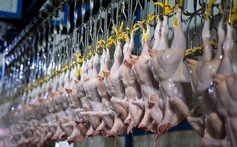 
قیمت گوشت مرغ، امروز چهارشنبه ۲۴ بهمن ۱۴۰۳
