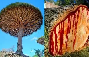 درختی که با بریدن تنه اش خون جاری می شود! + ویدئو