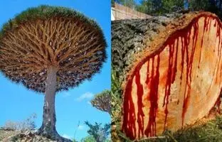درختی که با بریدن تنه اش خون جاری می شود! + ویدئو