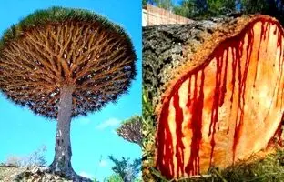 درختی که با بریدن تنه اش خون جاری می شود! + ویدئو