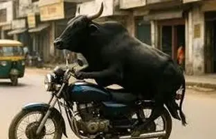 سرقت یک موتور توسط یک گاو در هند! + ویدئو